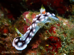 Goniobranchus geometricus thumbnail