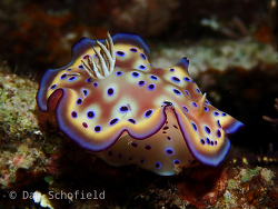 Goniobranchus kuniei thumbnail