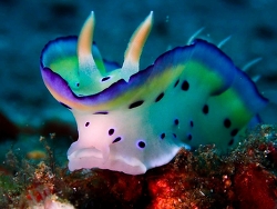 Goniobranchus kuniei thumbnail
