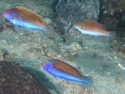 Cirrhilabrus solorensis thumbnail