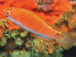 Cirrhilabrus solorensis thumbnail
