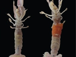Trypaea australiensis thumbnail