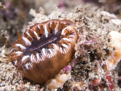 Balanophyllia (Balanophyllia) spongiosa thumbnail