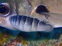 Anilocra chromis thumbnail