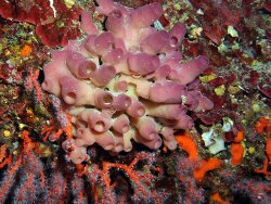 Haliclona (Reniera) mediterranea thumbnail