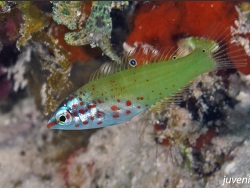 Coris latifasciata thumbnail