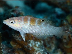 Coris latifasciata thumbnail