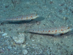 Valenciennea schlieweni thumbnail