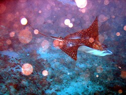 Aetobatus narinari - Gefleckter - Adlerrochen - Malediven - Thudufushi - Atuba Thila