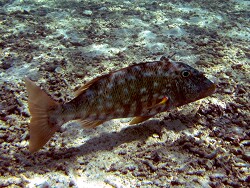 Lethrinus xanthochilus - Gelblippen-Straßenkehrer Übergangsform - Malediven - Thudufushi - Hausriff