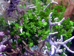 Halimeda opuntia thumbnail