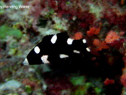 Bodianus axillaris (juvenil)