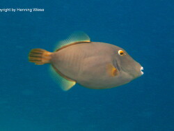 Cantherhines dumerilii