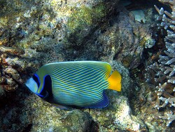 Pomacanthus imperator - Imperator Kaiserfisch - Malediven - Thudufushi - Hausriff