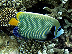 Pomacanthus imperator - Imperator Kaiserfisch - Malediven - Thudufushi - Hausriff
