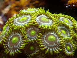 Zoanthus sp. 24-25-26 - Krustenanemonen (c) by Paul-Gerhard Rohleder