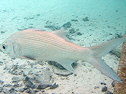 Polydactylus sexfilis -MLE - Thudufushi - Hausriff ; Copyright by Aitsch-Pi