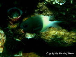 Pycnochromis dimidiatus thumbnail