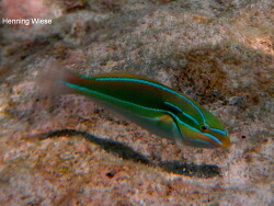 Stethojulis albovittata