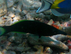Gomphosus caeruleus thumbnail