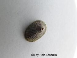 Diodora sp. thumbnail