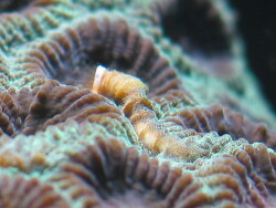 Floriprotis sabiuraensis - Röhrenwurm (c) by Detlef Klose