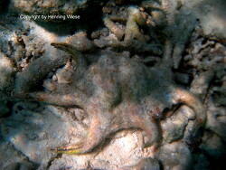 Lambis chiragra atrthritica