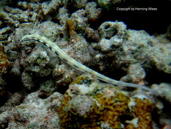 Corythoichthys flavofasciatus (Aufnahme Malediven)