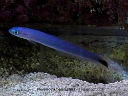 Ptereleotris heteroptera -Torpedogrundel