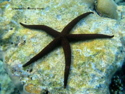 Nardoa galatheae thumbnail