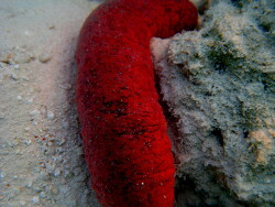 Holothuria edulis; Malediven; Vilamendhoo