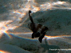 Iniistius pavo; Malediven; Vilamendhoo