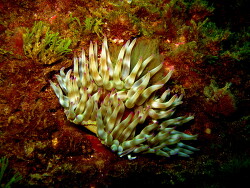 Copyright by Beat Niggli