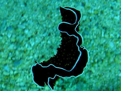 Thysanozoon flavomaculatum; copyright by Beat Niggli