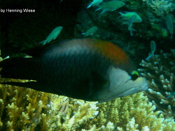Epibulus insidiator; Malediven; Vilamendhoo