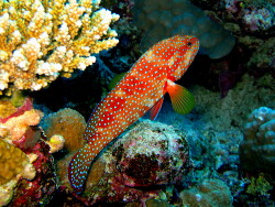 Cephalopholis miniata; Rotes Meer; Bild von Beat Niggli