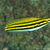 Meiacanthus oualanensis Gelber Schleimfisch