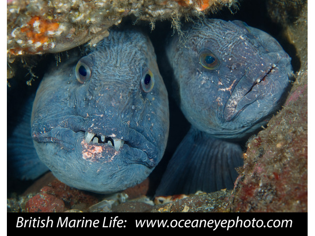 Bild der Website British Marine Life