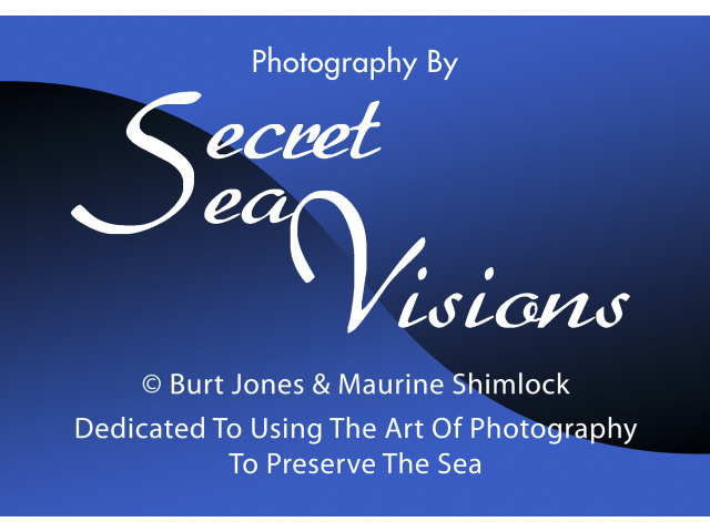 Bild der Website Secret Sea Visions